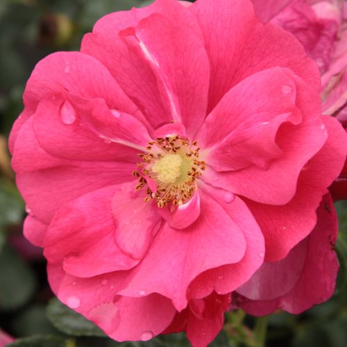 Rosa Vanity - rosa de fragancia medio intensa - Árbol de Rosas Miniatura - rosal de pie alto - rosa - Joseph Hardwick Pemberton- froma de corona llorona - Rosal de árbol con flores pequeñas que florecen abundantemente.